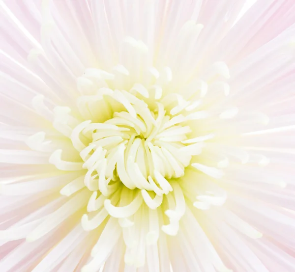 Bianco sfondo fiore — Foto Stock