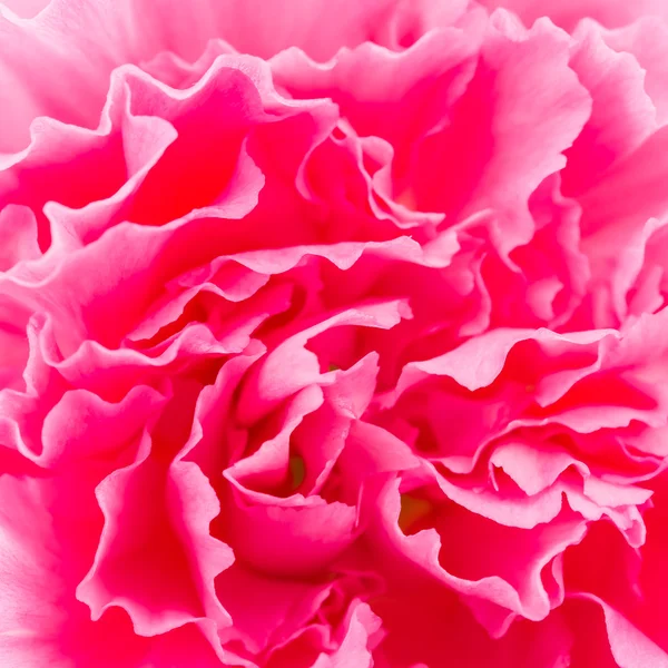 Fiore rosa — Foto Stock