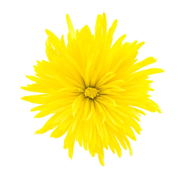 Bellissimo fiore giallo — Foto Stock