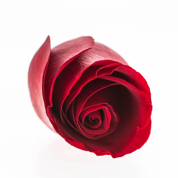 Rosa roja flor —  Fotos de Stock
