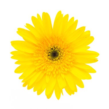 Sarı gerbera çiçek