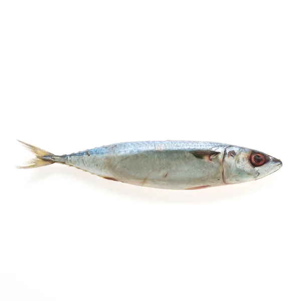 Scomber rå fisk — Stockfoto