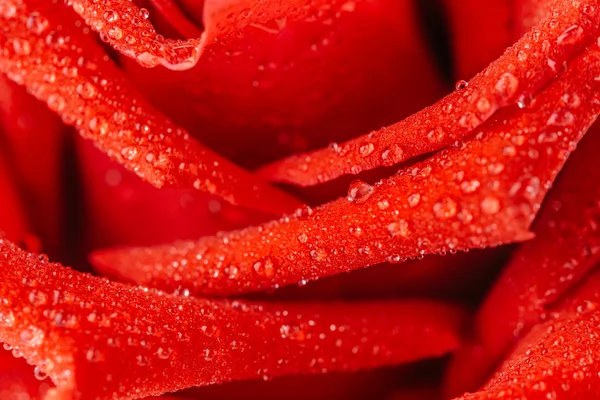 Rote Rose aus nächster Nähe — Stockfoto