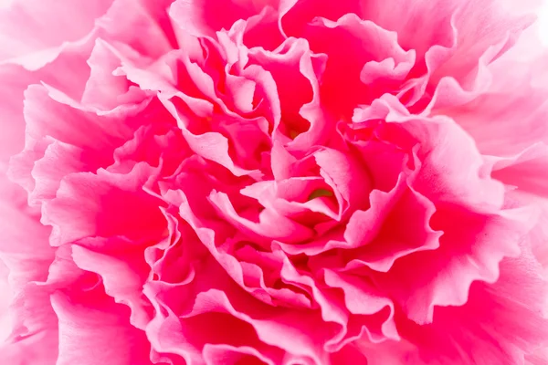 Rosa blomma — Stockfoto