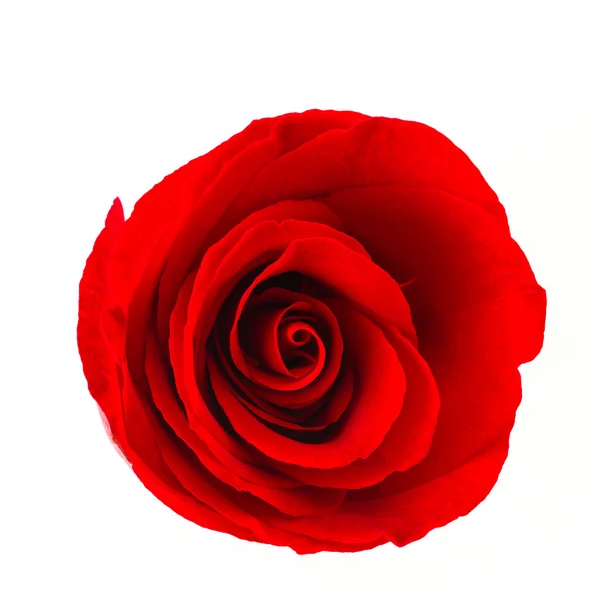 Rosa rossa fiore — Foto Stock