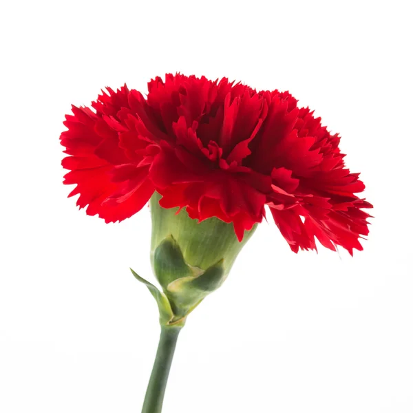 Flor de cravo vermelho — Fotografia de Stock