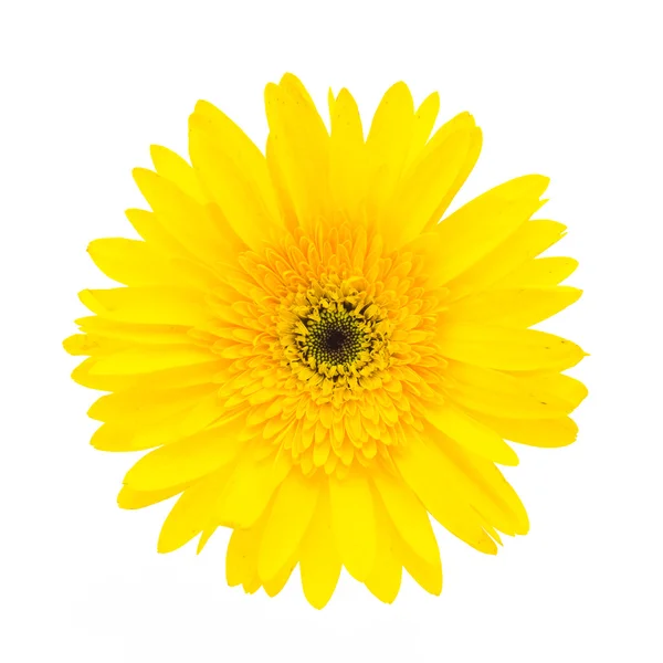 Gerbera jaune fleur — Photo