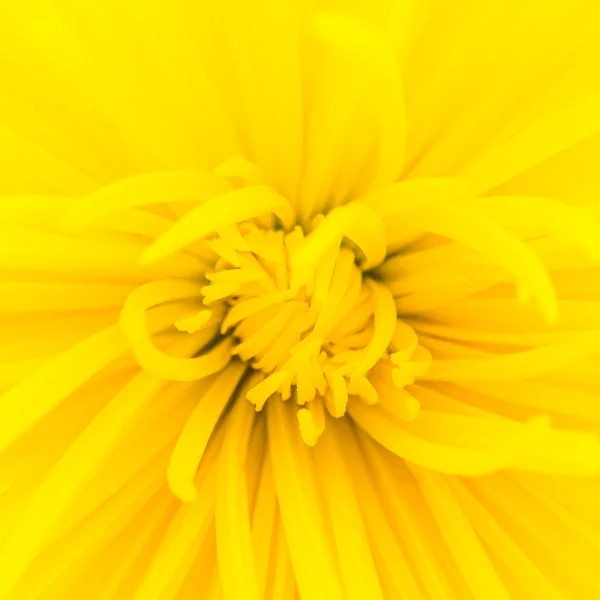 Закрыть желтый цветок — стоковое фото
