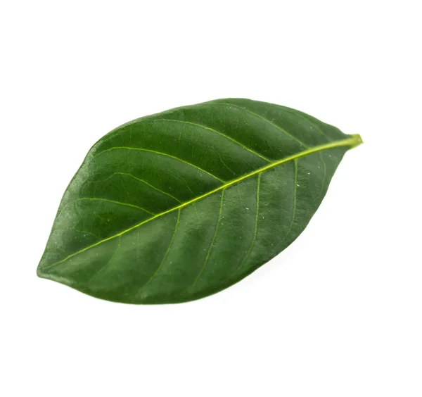 Green leaf — Stock Photo, Image