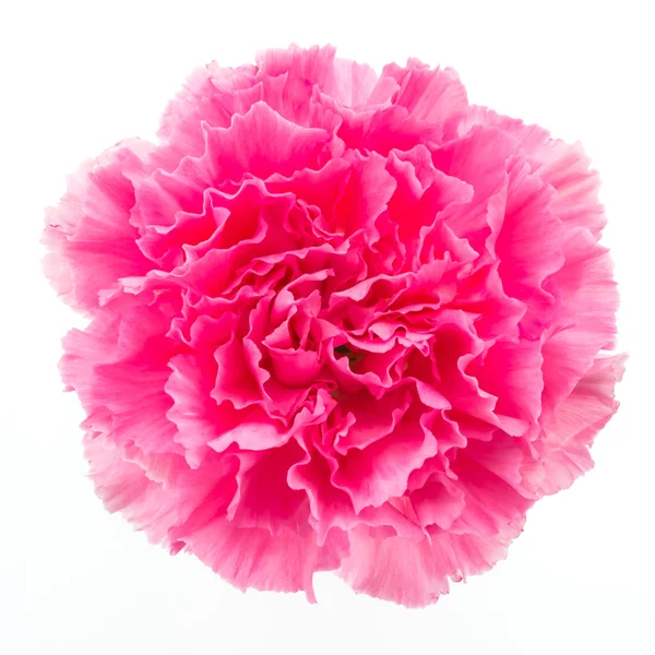 Rosa Blume — Stockfoto