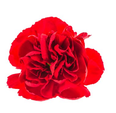 güzel bir kırmızı çiçek