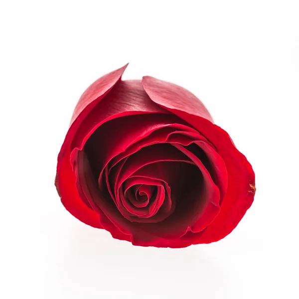 Rote Rosenblüte — Stockfoto