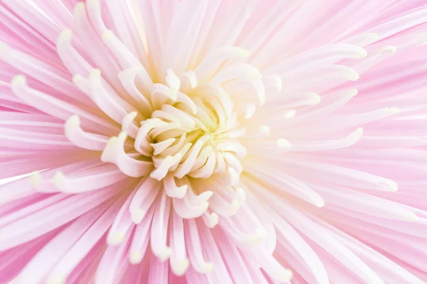 Flower background — Stock Photo, Image