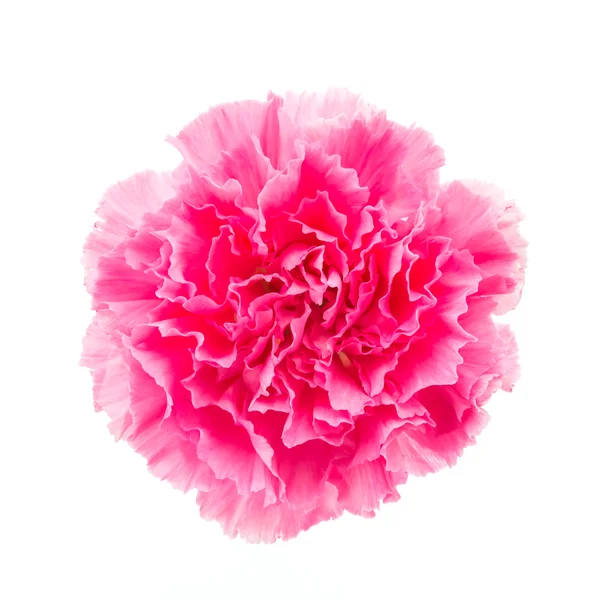 Mooie roze bloem — Stockfoto