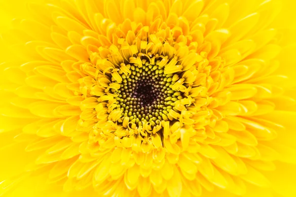 Gele gerbera bloem — Stockfoto