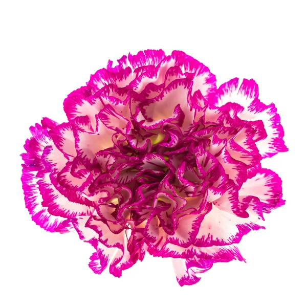 Fiore rosa — Foto Stock