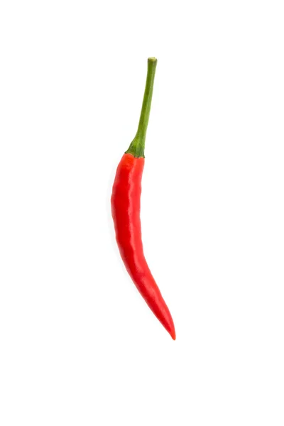 Chili isoliert — Stockfoto