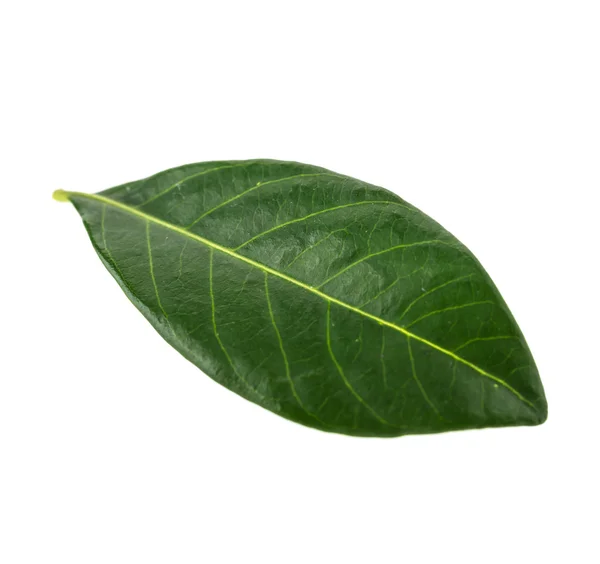 Green leaf — Stock Photo, Image