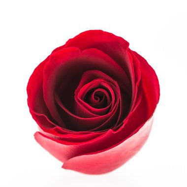 kırmızı gül çiçek