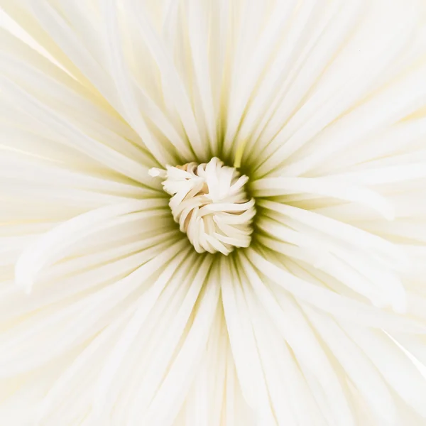 白花背景 — 图库照片