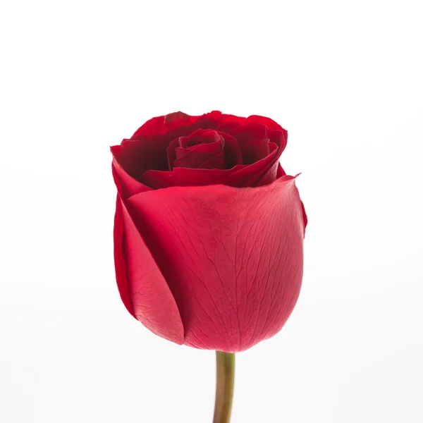 Ο κόκκινος αυξήθηκε λουλούδι — Φωτογραφία Αρχείου