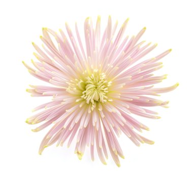 güzel pembe çiçek