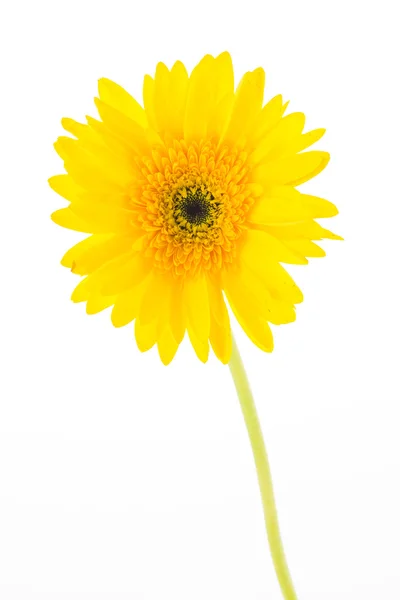 Gerbera jaune fleur — Photo