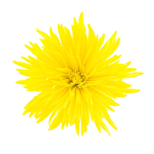 Gelbe Blüte — Stockfoto