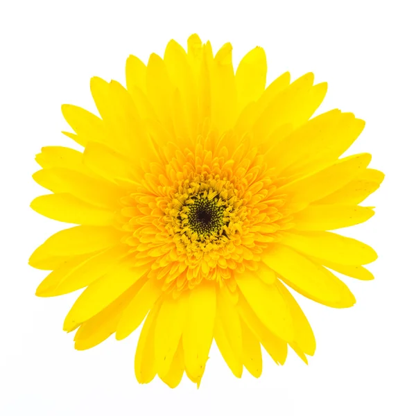 Yellow gerbera flower — Stock Photo, Image