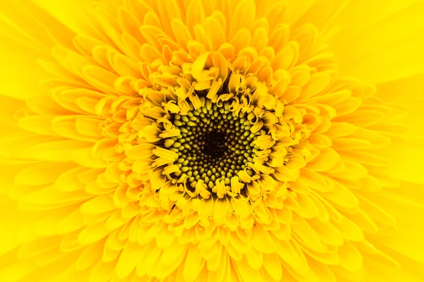 Gele gerbera bloem — Stockfoto