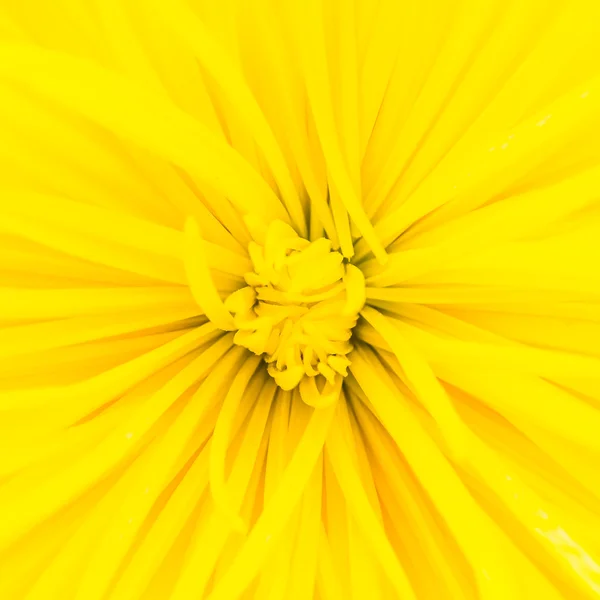 Gros plan fleur jaune — Photo