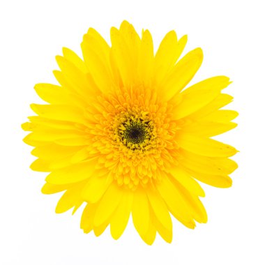 Sarı gerbera çiçek