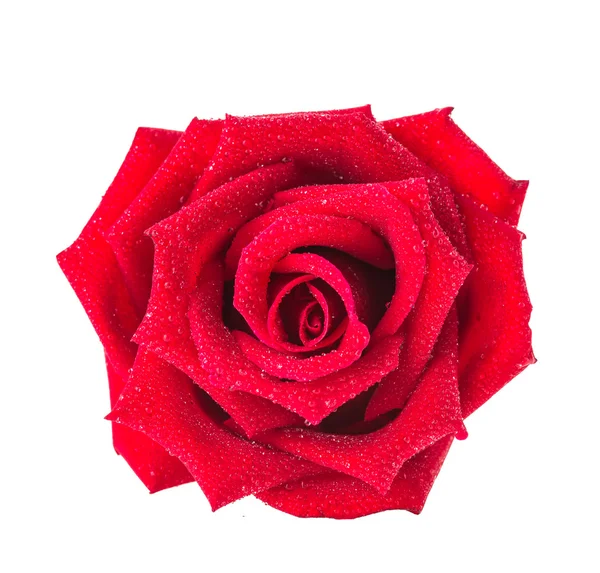 Rosa rossa fiore — Foto Stock