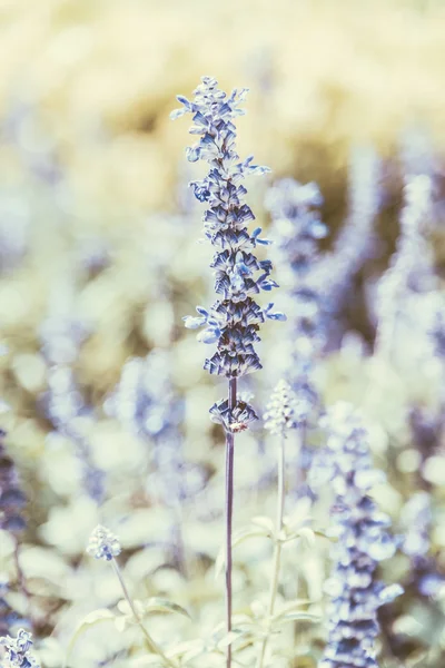 Morbida attenzione sul fiore viola — Foto Stock