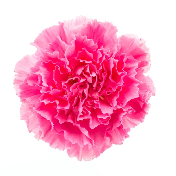 Rosa Blume — Stockfoto