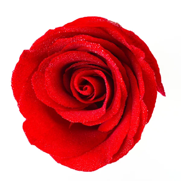 Rosa roja flor — Foto de Stock