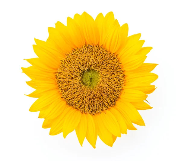 Zonnebloem geïsoleerd — Stockfoto