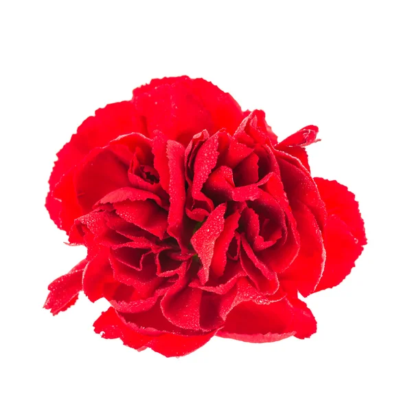 Bellezza fiore rosso — Foto Stock