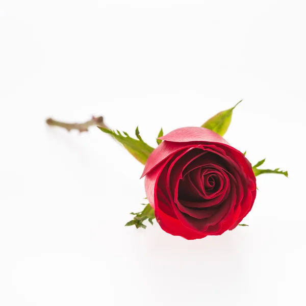 Flor de rosa vermelha — Fotografia de Stock