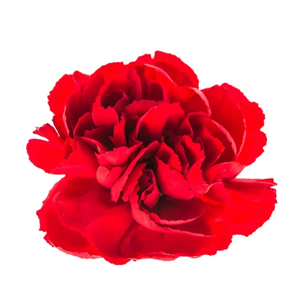 Bellissimo fiore rosso — Foto Stock