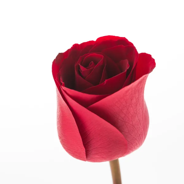 红玫瑰鲜花 — 图库照片