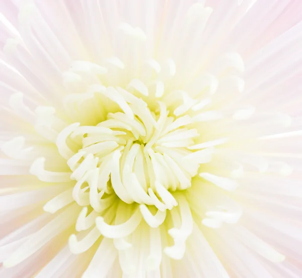 Fiore bello che fiorisce — Foto Stock