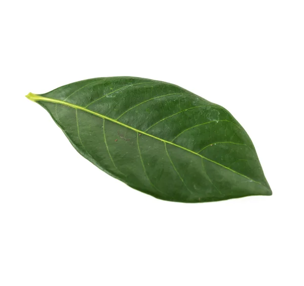 Single Green leaf — Stock Photo, Image