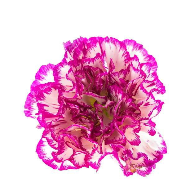 Schöne rosa Blume — Stockfoto