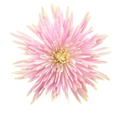 güzel pembe çiçek