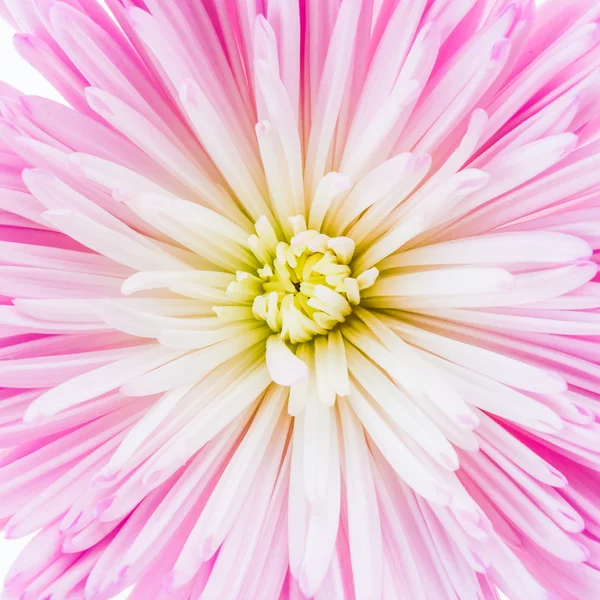 Pink flower background — Stock Photo, Image