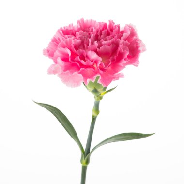 güzel pembe çiçek