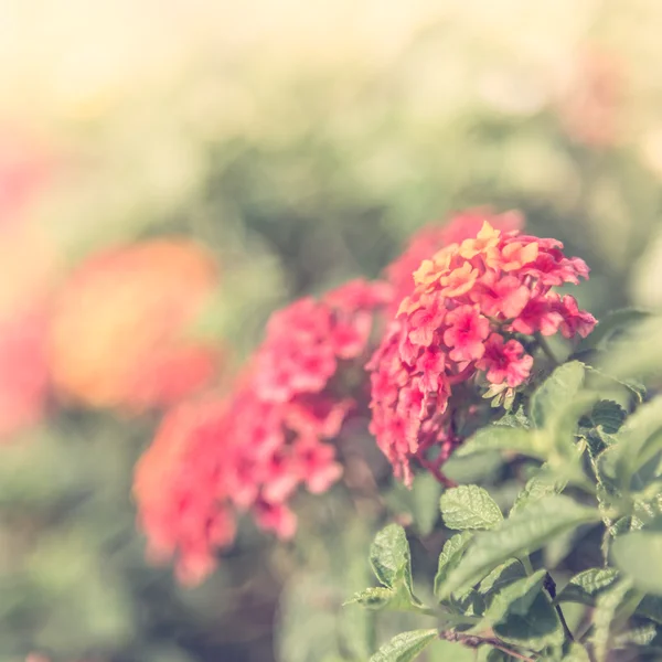 Piękny kwiat vintage — Zdjęcie stockowe