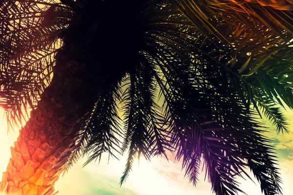 Vintage palmiye ağacı — Stok fotoğraf