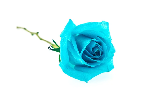 Bela rosa azul — Fotografia de Stock